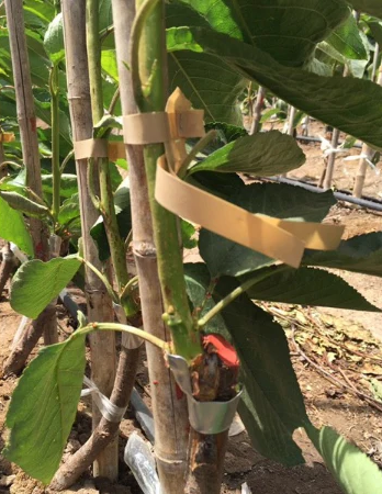 Bud Clips Aluminium 1000Box