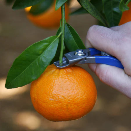 Manzana M14 Citrus & Apple Clipper