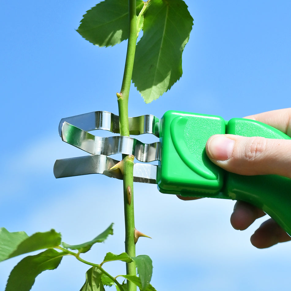 Thorn Stripper removing thorns from a rose stem