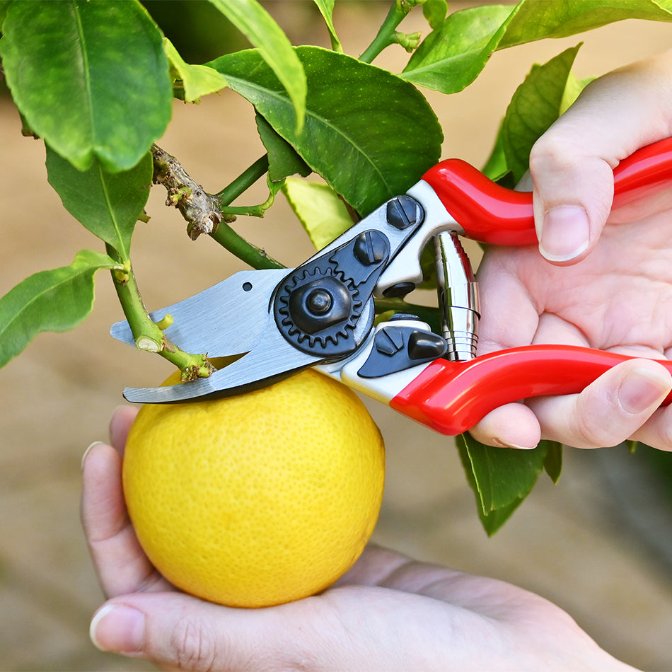 Pruning Shears