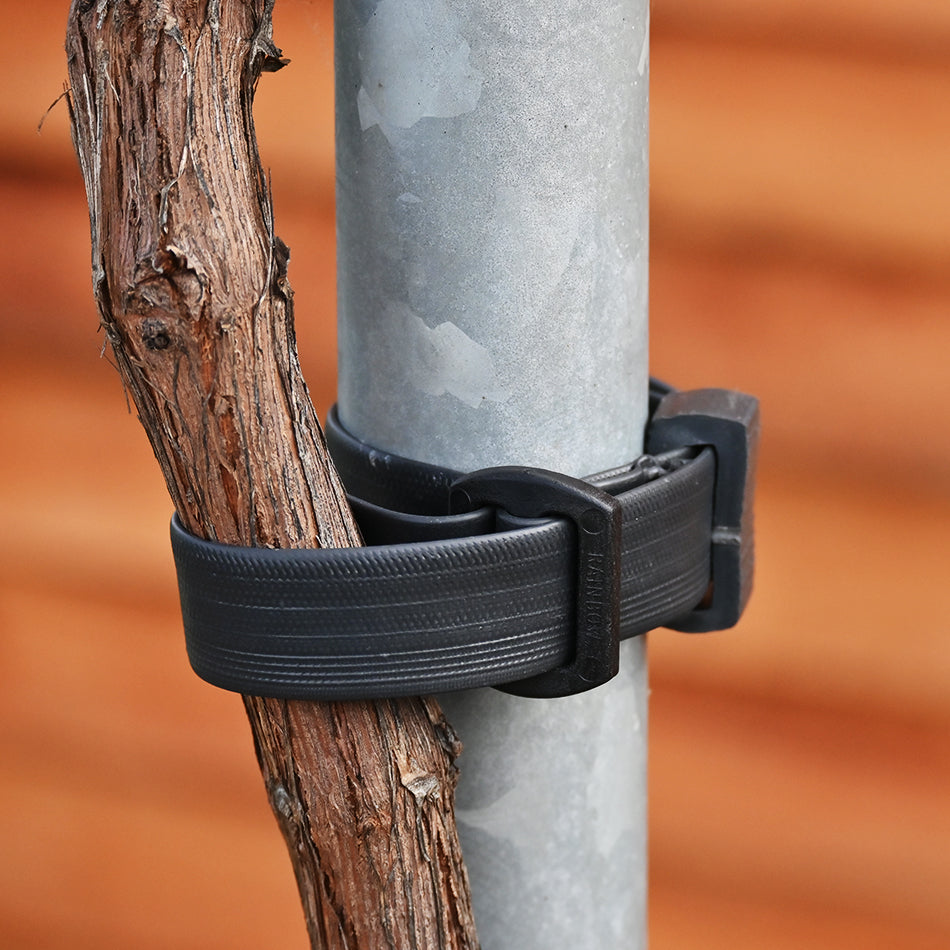 Buckle Tree Tie