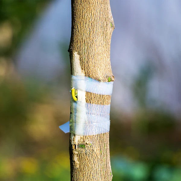 Parafilm Grafting Tape