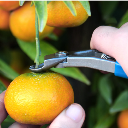Manzana M14L Citrus & Apple Clipper harvesting citrus fruit