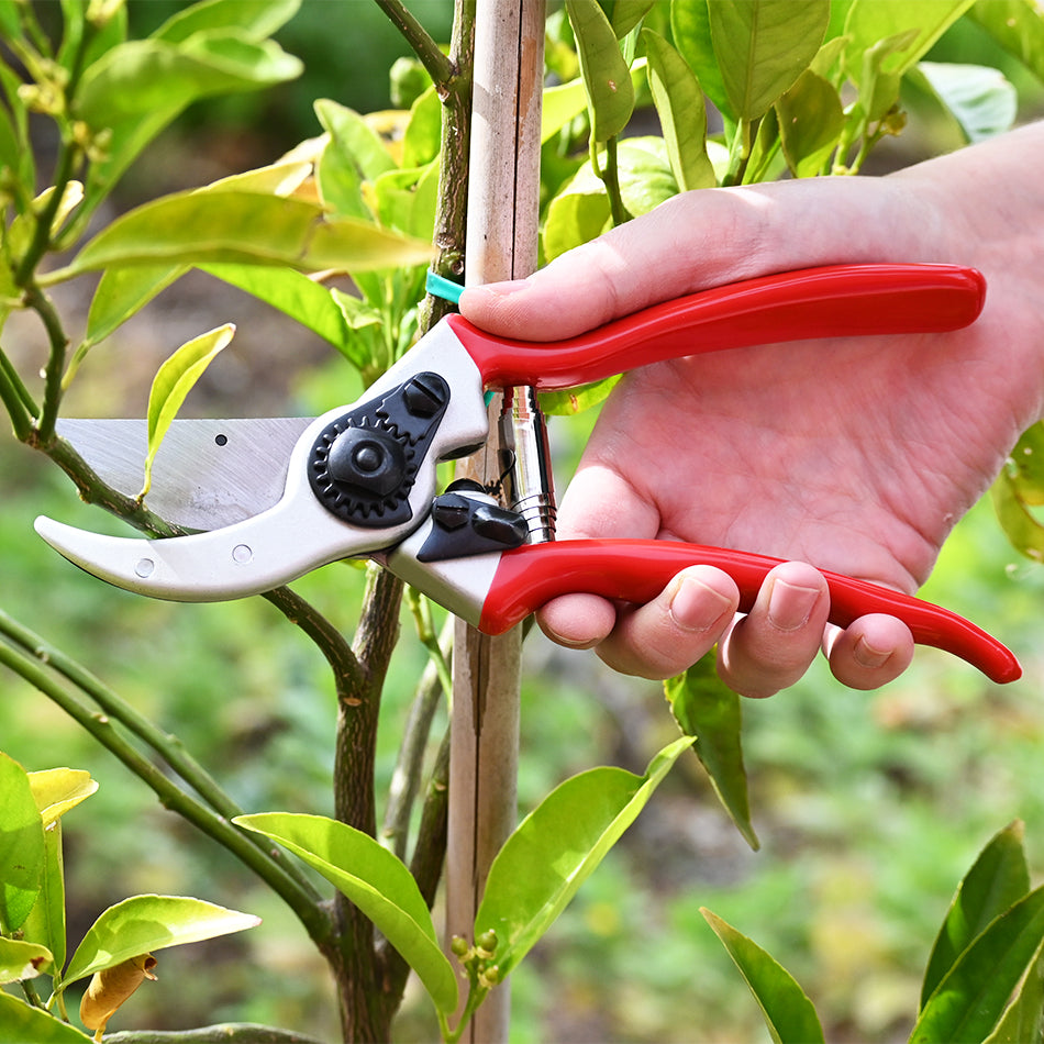 DURA 4 Pruners pruning a fruit tree