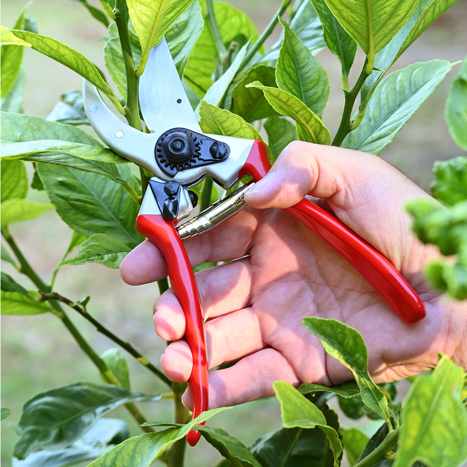 DURA 4 Pruners pruning a lemon tree