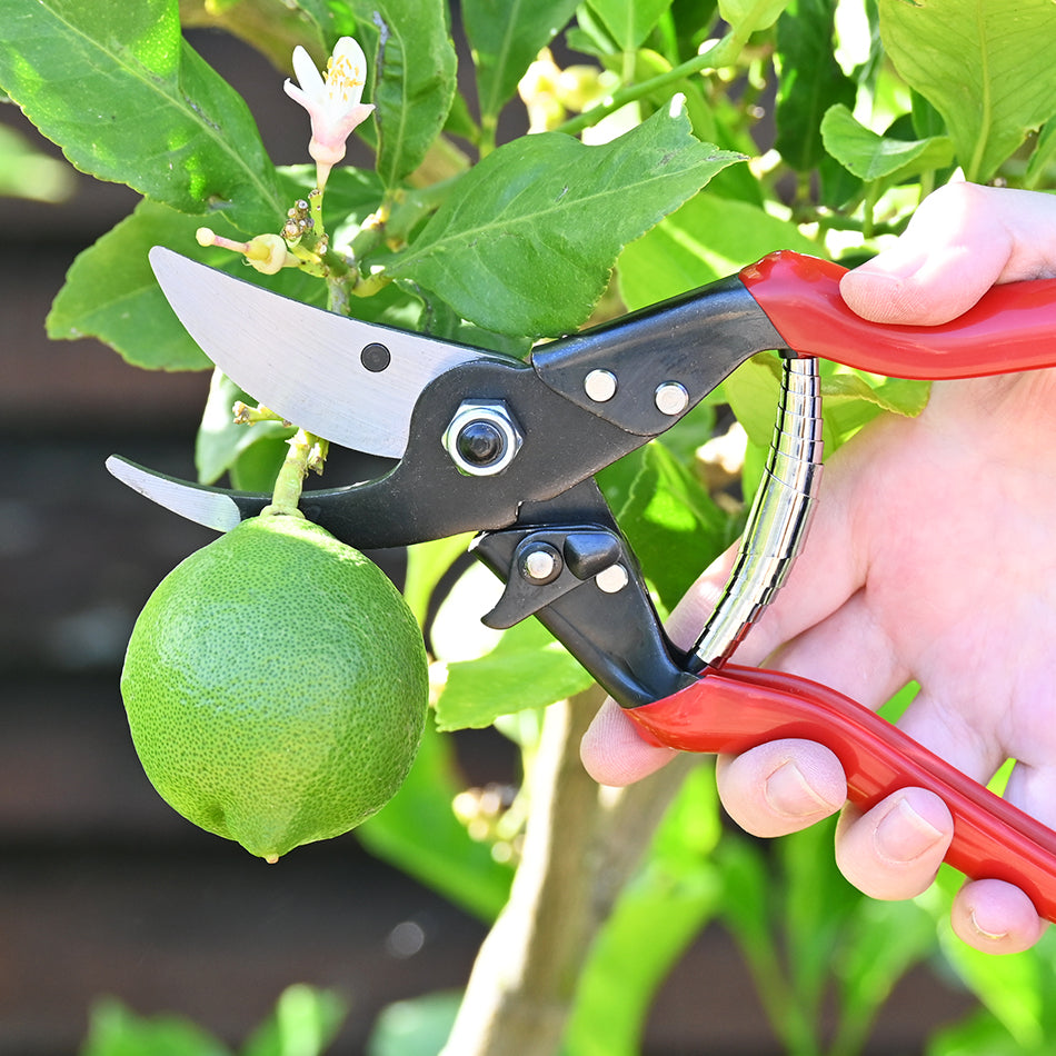 DURA 5 Pruners used to harvest fruit from tree