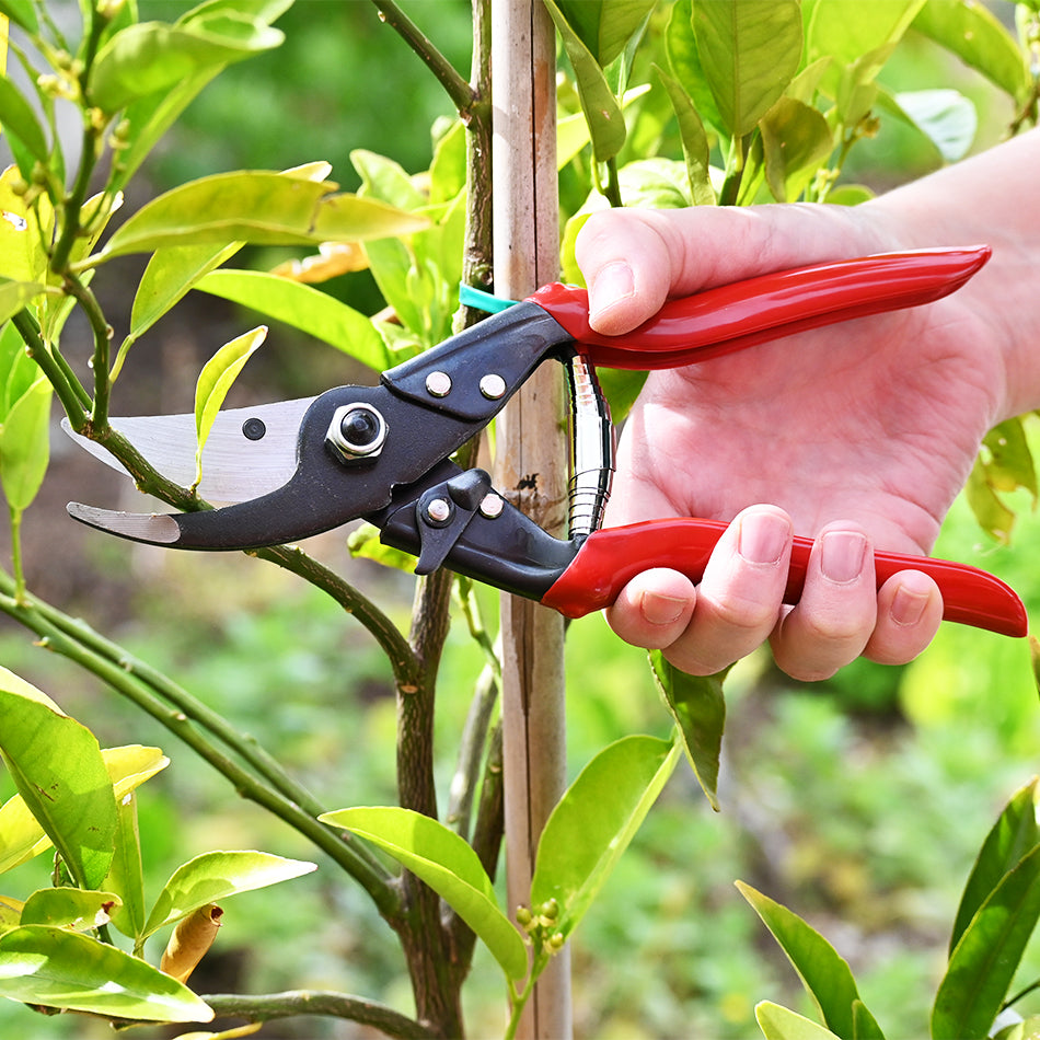 DURA 5 Pruners used to prune fruit tree