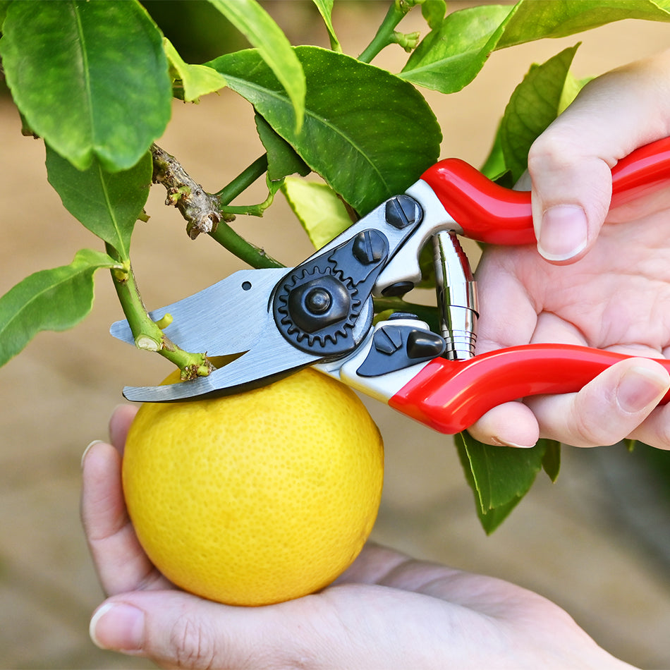 DURA 6 Pruners used to harvest lemon from tree