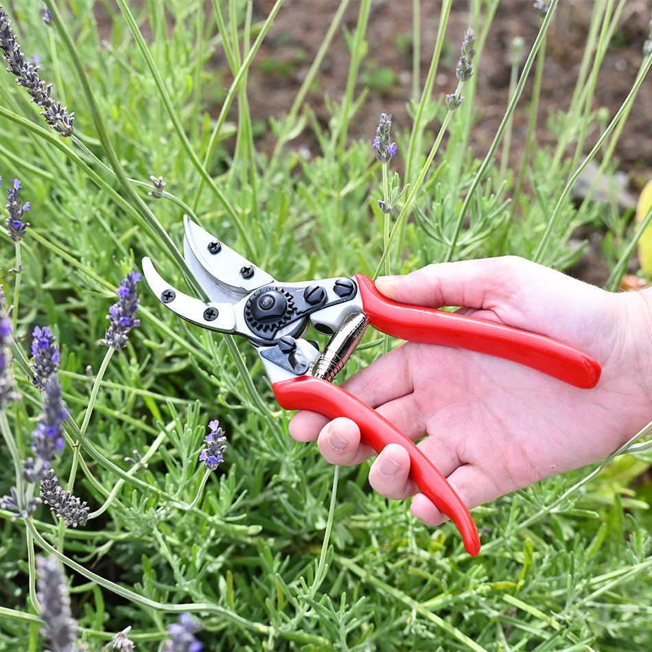 DURA Cut & Hold Pruners used to harvest flowers