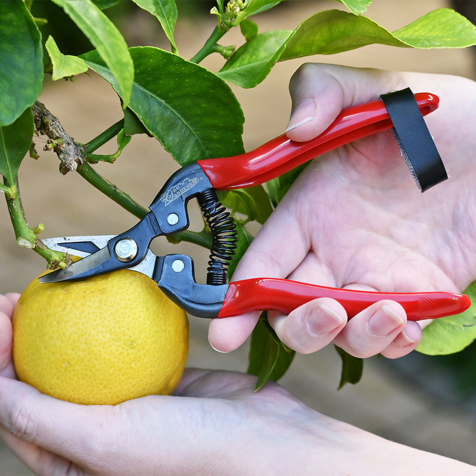 DURA Snip Short Curved Blade used to harvest lemon from tree