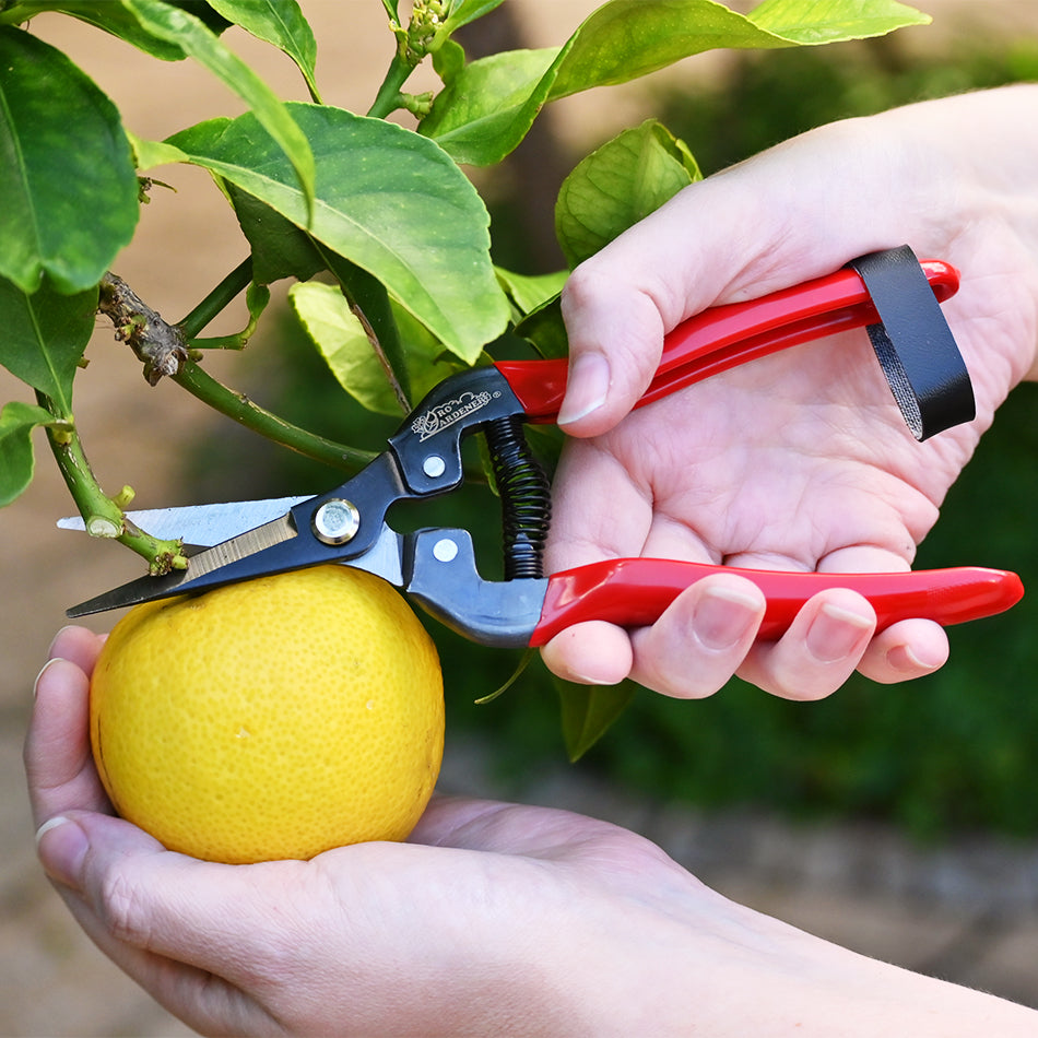 DURA Snip Long Straight Blade used to harvest lemon from tree