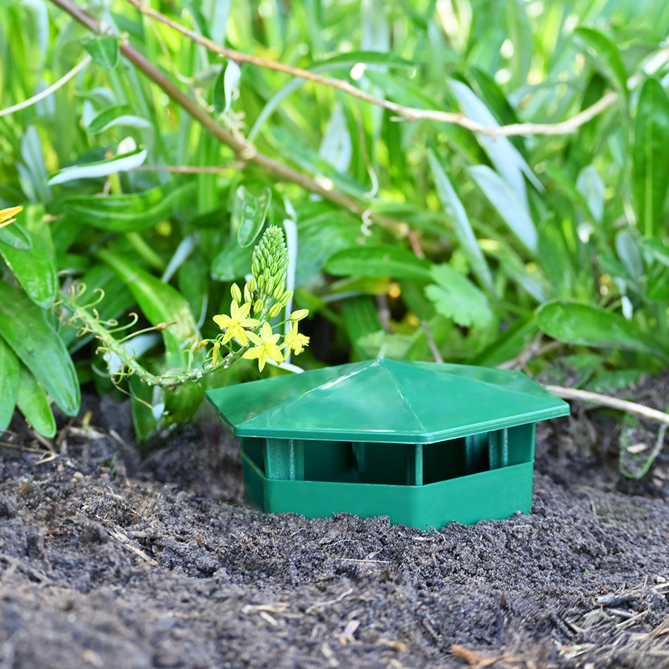 Snail Trap in flower bed