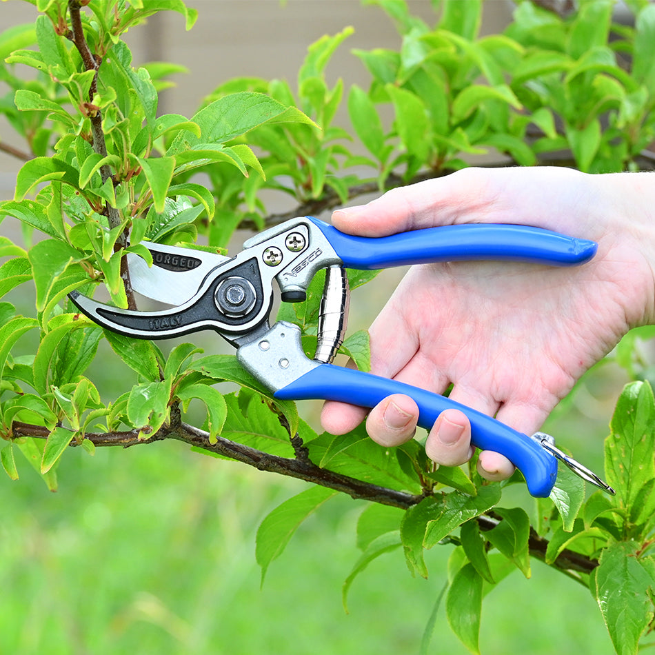 Vesco A1 Bypass Pruning Shear pruning a fruit tree