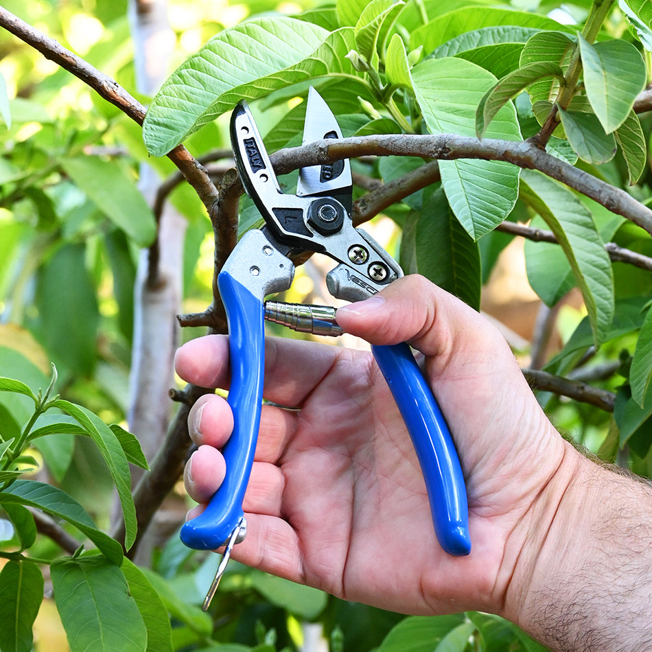 Vesco A4 Anvil Pruning Shear used to cut branch of a fruit tree