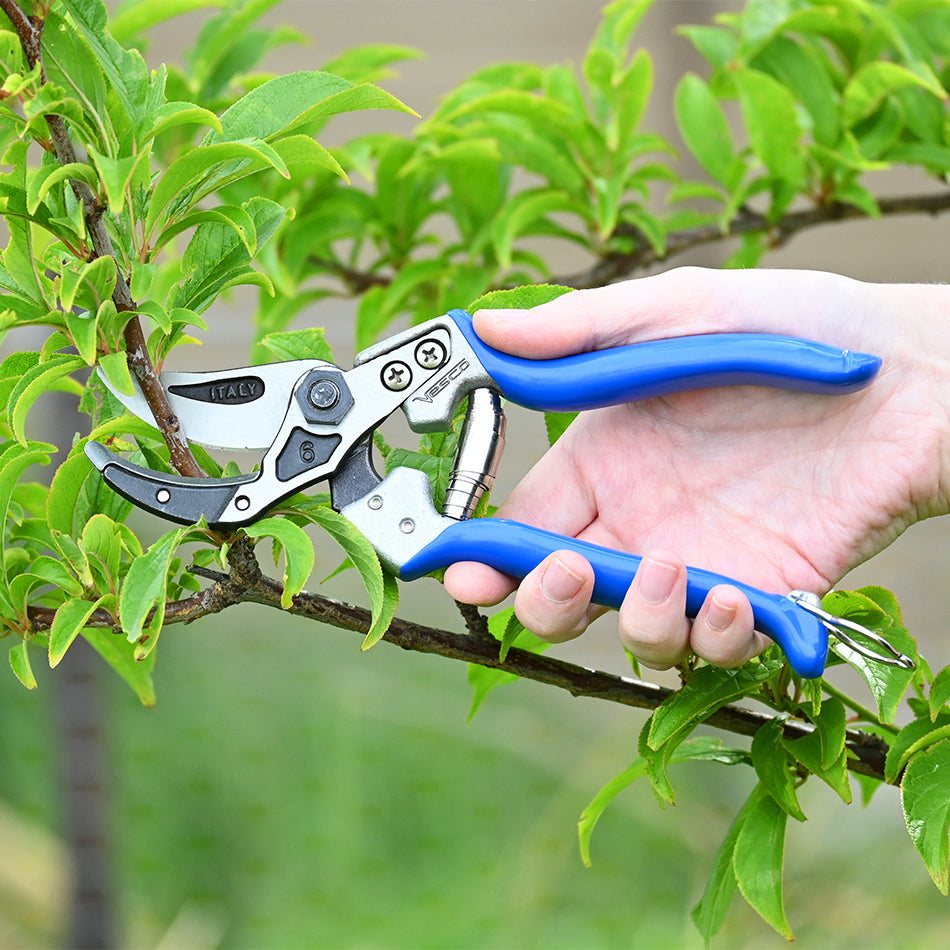 Vesco A6 Curved Anvil Pruning Shear used to prune a fruit tree