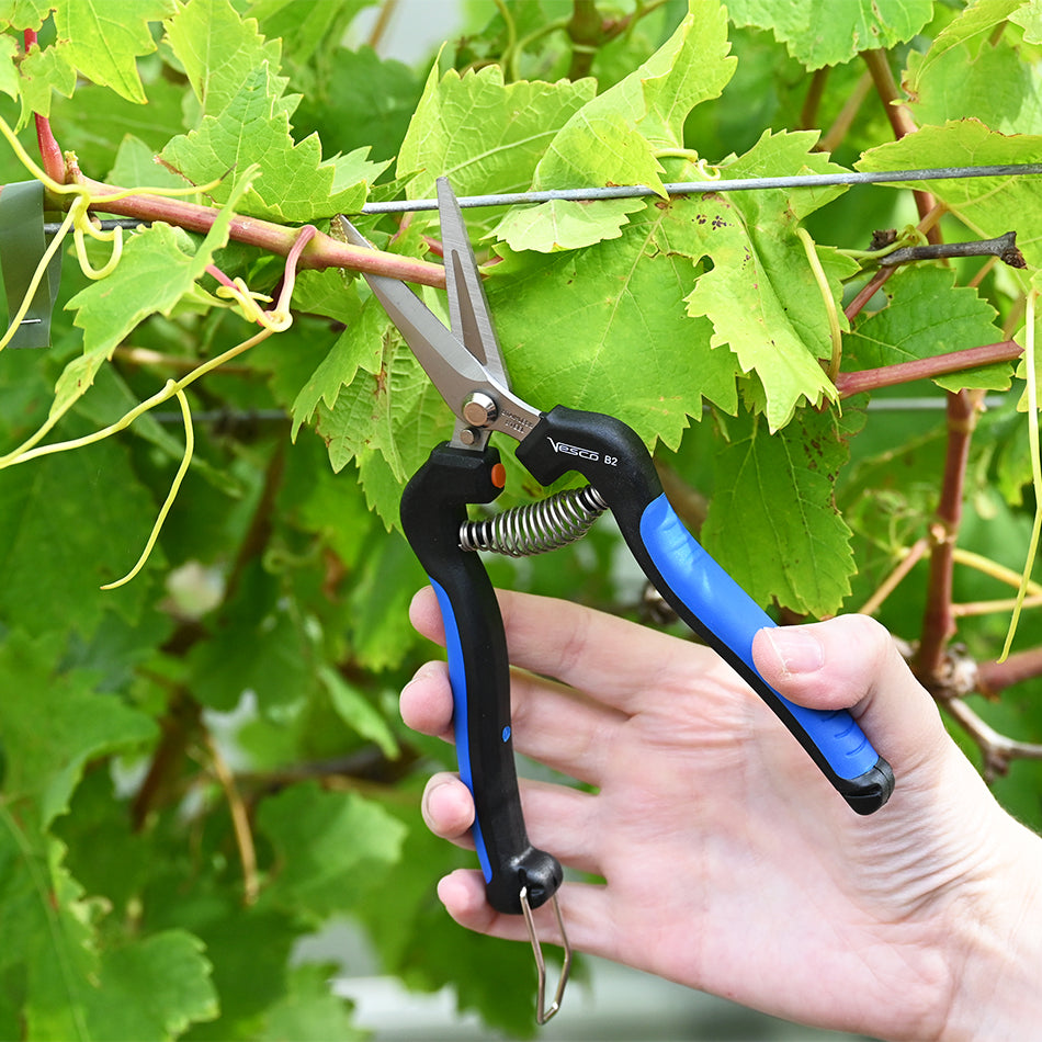 Vesco B2 Grape Harvesting & Bonsai Trimming Shear used to cut grape vine