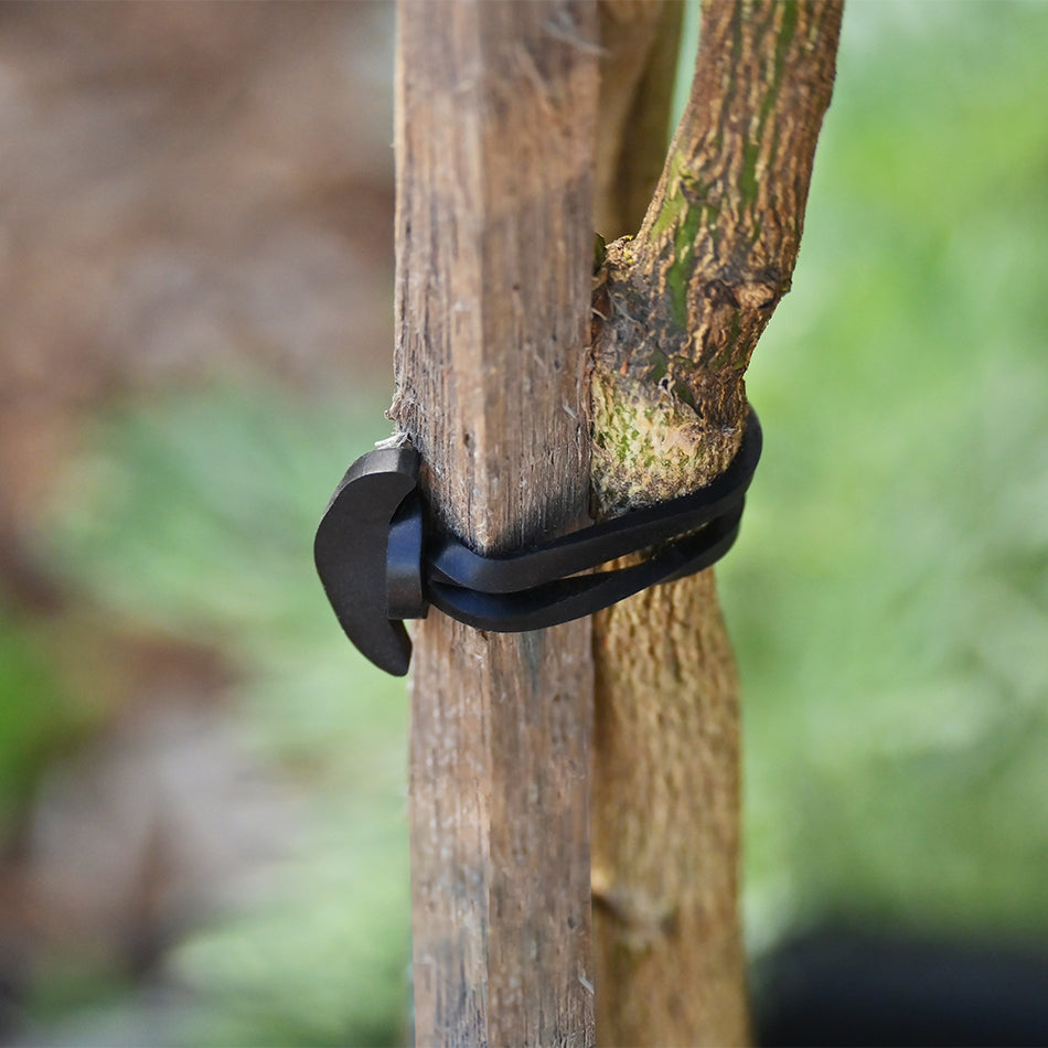 Anchor Bands