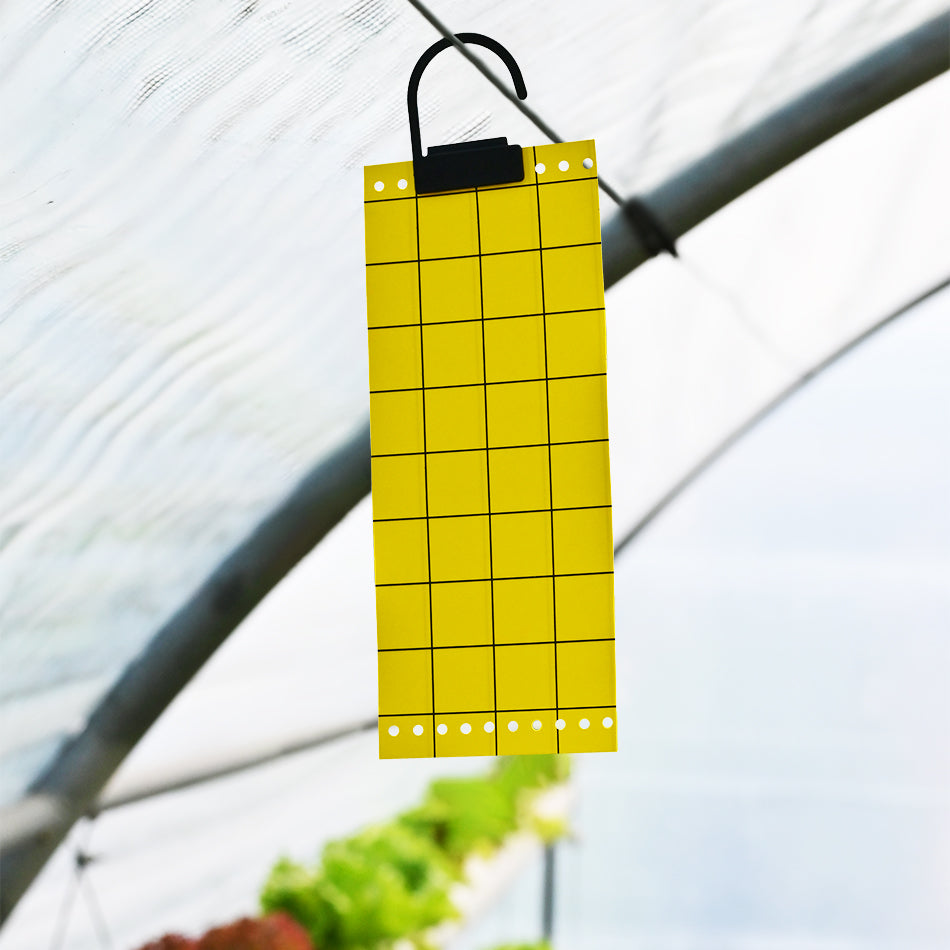 Insect Catcher