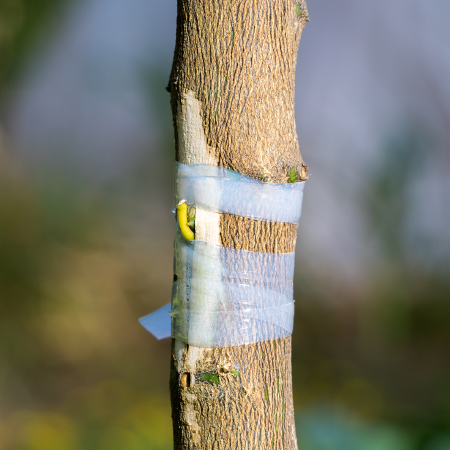 Budding & Grafting tape used on a tree